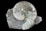 Iridescent Discoscaphites Ammonite - South Dakota #98719-1